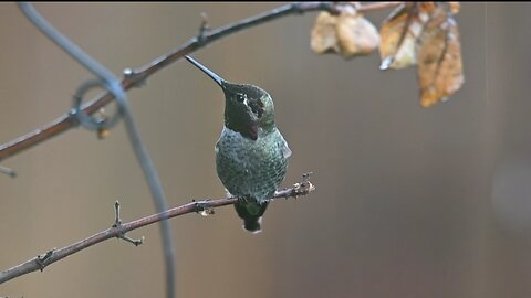 Beautiful bird video | photography | cute bird video | wildlife photography