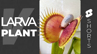 Venus Flytrap Eats Beetle Larvae #short