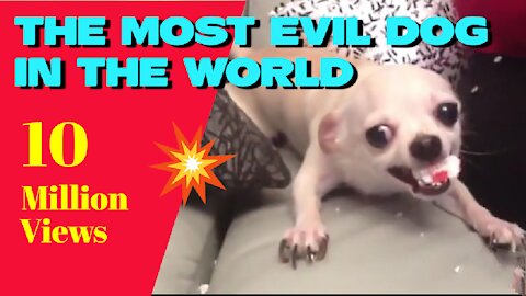 The most evil dog in the world