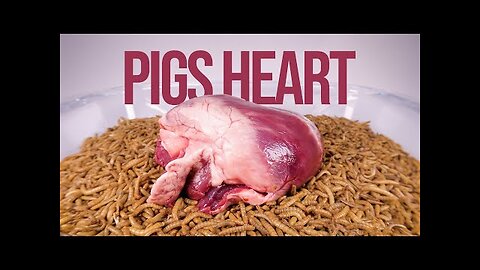 10 000 Mealworms vs. PIGS HEART #mealwormms