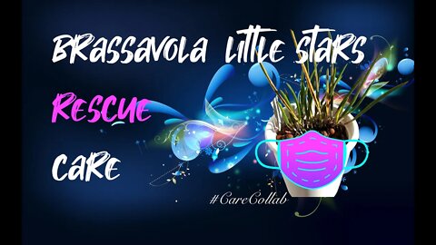 HOW I CARE FOR A RESCUE BRASSAVOLA LITTLE STARS | LECA & SELF WATERING #CareCollab