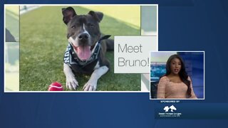 Denver Dumb Friends League Meet Bruno