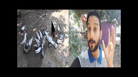 Beautiful Ganji Murgi Ny Turky Birds K Choozy 😍100 KABOOTAR Kay Sath Pigeons World Village Life