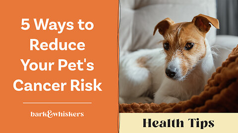 5 Ways to Reduce Your Pet's Cancer Risk