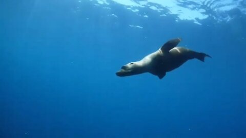 👀 Sea lions may inspire 'strokes' of genius - Science Nation