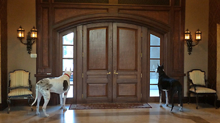 Great Dane Watch Dogs Guard Front Door