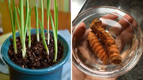 APRENDA CULTIVAR: GENGIBRE, ALHO E CURCUMA EM CASA (PODEROSOS ANTI-INFLAMATÓRIOS)