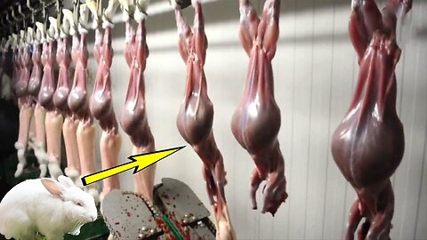 🔥 Modern Rabbit Meat Technology 🔥 Inside the Kangaroo, Guinea Pig, Mink Processing Factory! 🐰🏭🔪