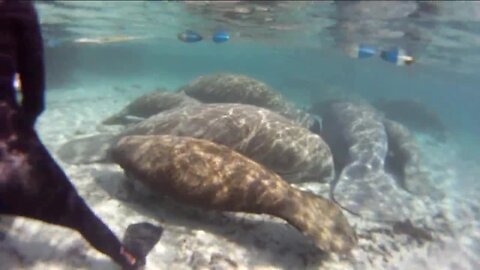 Conservation group pushing for manatees' status to be returned to endangered