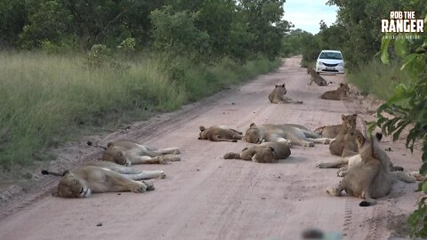 Massive Pride Of Lions Blocking Road In Africa's Greater Kruger Park (Presented By Sheldon Zam)