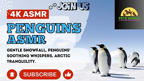 4K PENGUINS ASMR - 4K PENGUINS - PETS WORLD BEYOND BORDERS ZOOLOGIST EXPEDITION'S