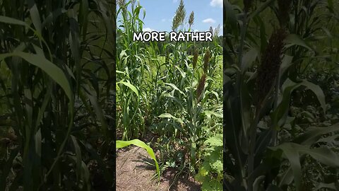 Why Are Some Crops Growing Better Than Others? #covercrops #regenerativeagriculture #soilhealth