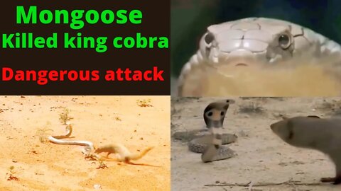 Mangoose Continuously Attacks Innocent King Cobra 2022 @Animal Channel