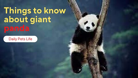 Things to know about giant panda | Daily Pets Life