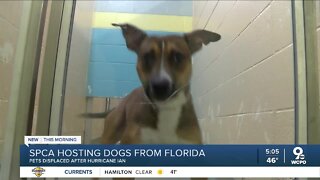 SPCA hosting dogs from Florida