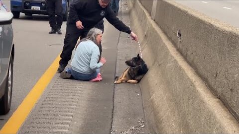 Good Samaritan saves German Shepherd found on westboun