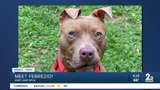 Febrezio the dog is up for adoption at the Maryland SPCA