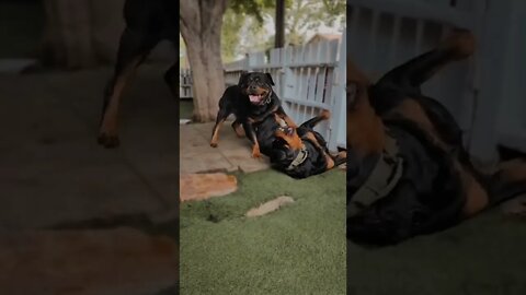 Two big beautiful rotties having fun 😍 #Shorts #rottweiler #dogs