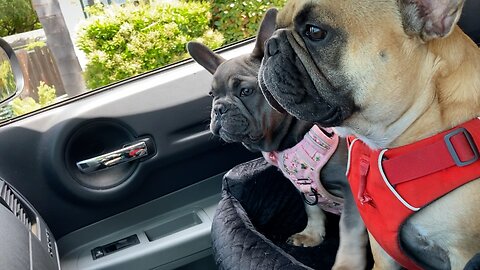 Turbeau and Ladybug Riding in Their New Car Seat