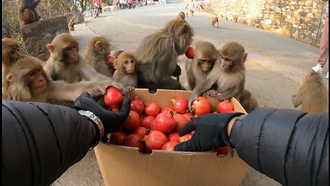 The monkey was surprised and ate the pomegranate happily || feeding pomegranate to hungry monkeys