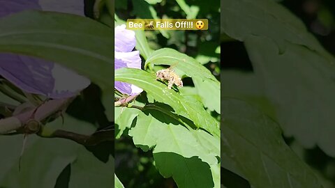 Bee 🐝 Falls Off Flower 🌸 #bee #flower #pollen