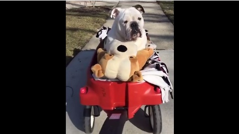 Bulldog rides in wagon with his best friends
