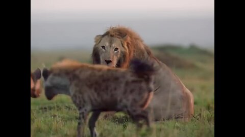 Lion attacked by clan of hyenas | Hilarious Animal | Animal live | Funny Animal