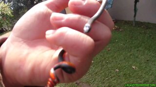 Found Ring Neck Snake