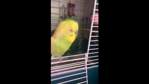 Birds Budgies Dance