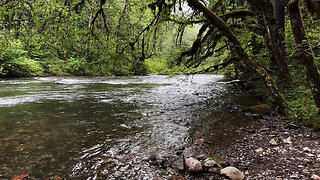 TRANQUIL & RELAXING South Santiam River Shoreline @ Trout Creek Campground! | Central Oregon | 4K