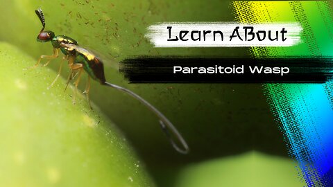 Parasitoid Wasp! 🦟 One Of The Most Dangerous Insects In The World