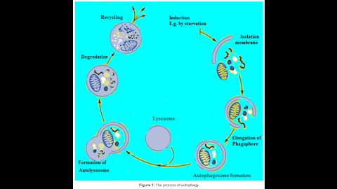 Autophagy 101 - Everything You Need to Know - with Dr. William Dunn