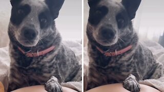 Dog reacts to twins kicking in mom's stomach