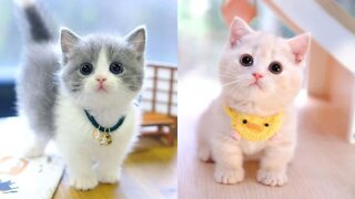 Baby Cats - Cute and Funny Cat Videos Compilation