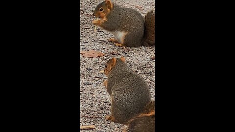 Squirrels Eating French Fries at the Park