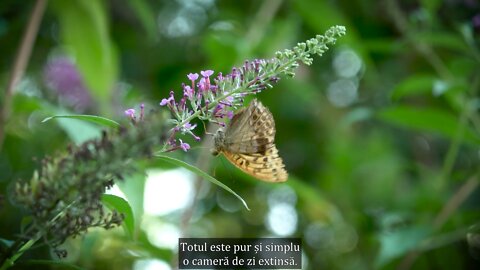 Sepp Holzer - Trăind în armonie cu Natura