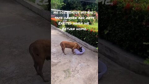 RESCUE A SOI DOG, YOU WILL BE HAPPY THAT YOU DID. #shorts