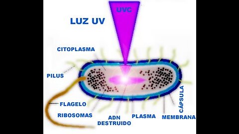 EL GRANO DEL SISTEMA 588: LUCES ULTRAVIOLETAS Y EL ADN