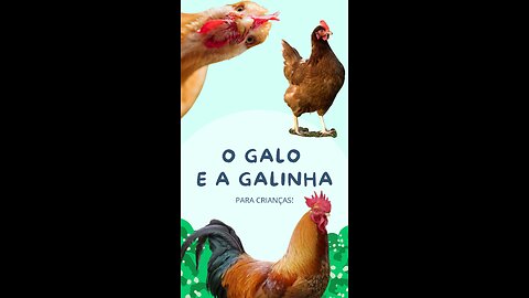 O Galo e a Galinha 🐔 Curiosidades sobre os galos e galinhas para crianças. Escute o som da galinha