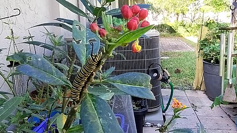 monarch butterfly in December in Florida monarchs