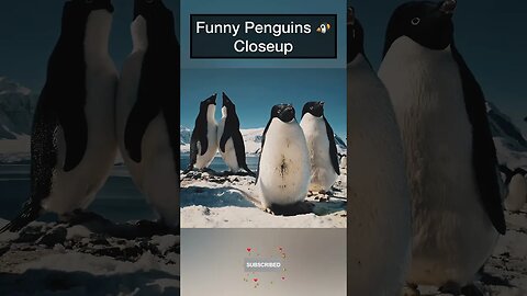 Funny Penguins 🐧 Closeup #penguin #penguins #antarctica #animalsfunny #animalshorts