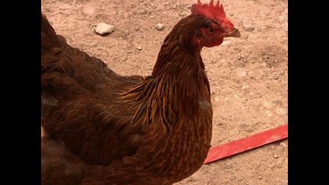 Chicken Racing World Championships