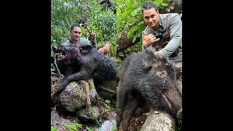 Boar And Sow Caught In Big Forest | Hawaii, Big Island