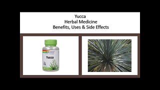 Yucca Herbal Medicine Benefits, Uses & Side Effects