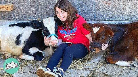 Girl Saves Two Baby Cows From Dairy Farm And It’s Utterly Cute | Furry Buddies