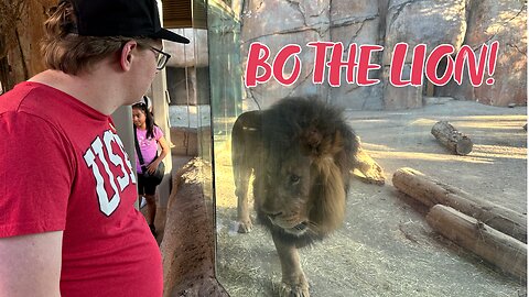 Bo the Lion at the San Diego Zoo Safari Park
