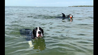 Three Great Danes Love Swimming In The Gulf of Mexico At Florida Beach