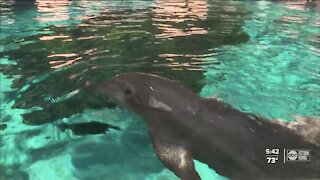 Rescued dolphin celebrates 19 years at Clearwater Marine Aquarium on Christmas Eve