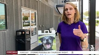Nebraska Humane Society reminds owners to not leave pets in hot cars as temperatures rise
