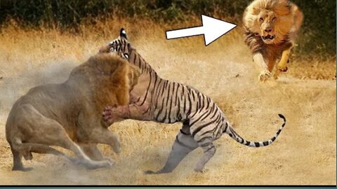Lion vs tiger ( Real footage of fight) #lion #lionvsfight